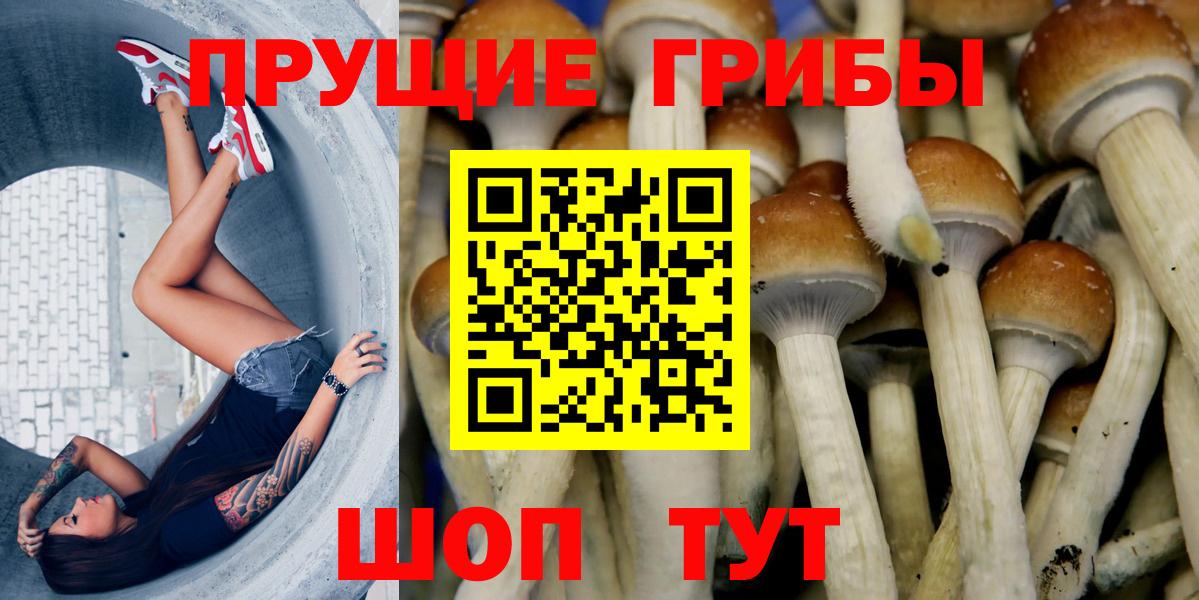 Псилоцибиновые грибы Psilocybe Переславль-Залесский